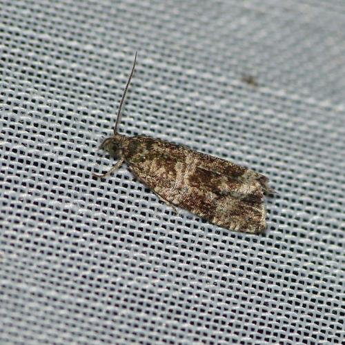 Celypha sp.